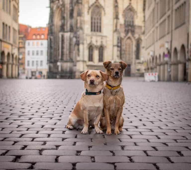 Kundenfoto mit Fliege