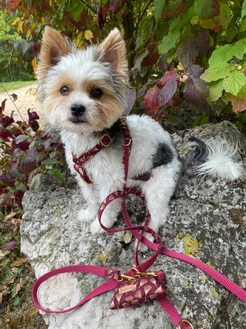 Kundenfoto mit Halsband, Leine