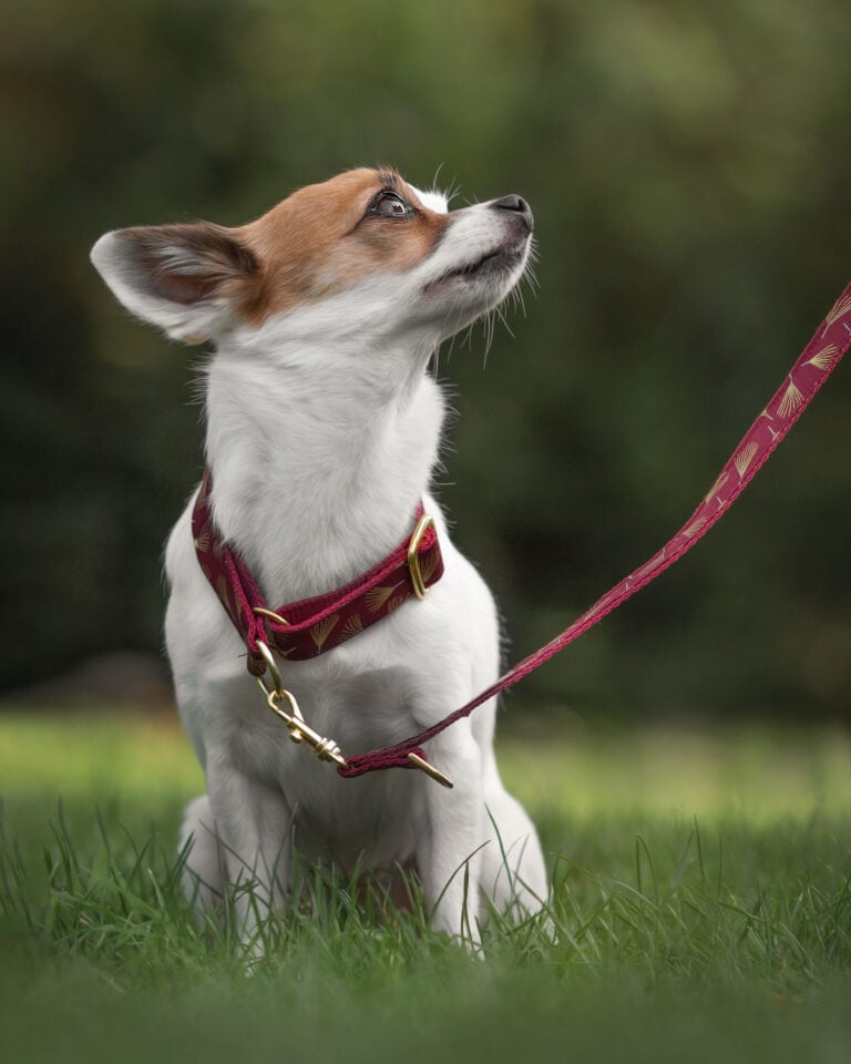 Kundenfoto mit Halsband, Leine