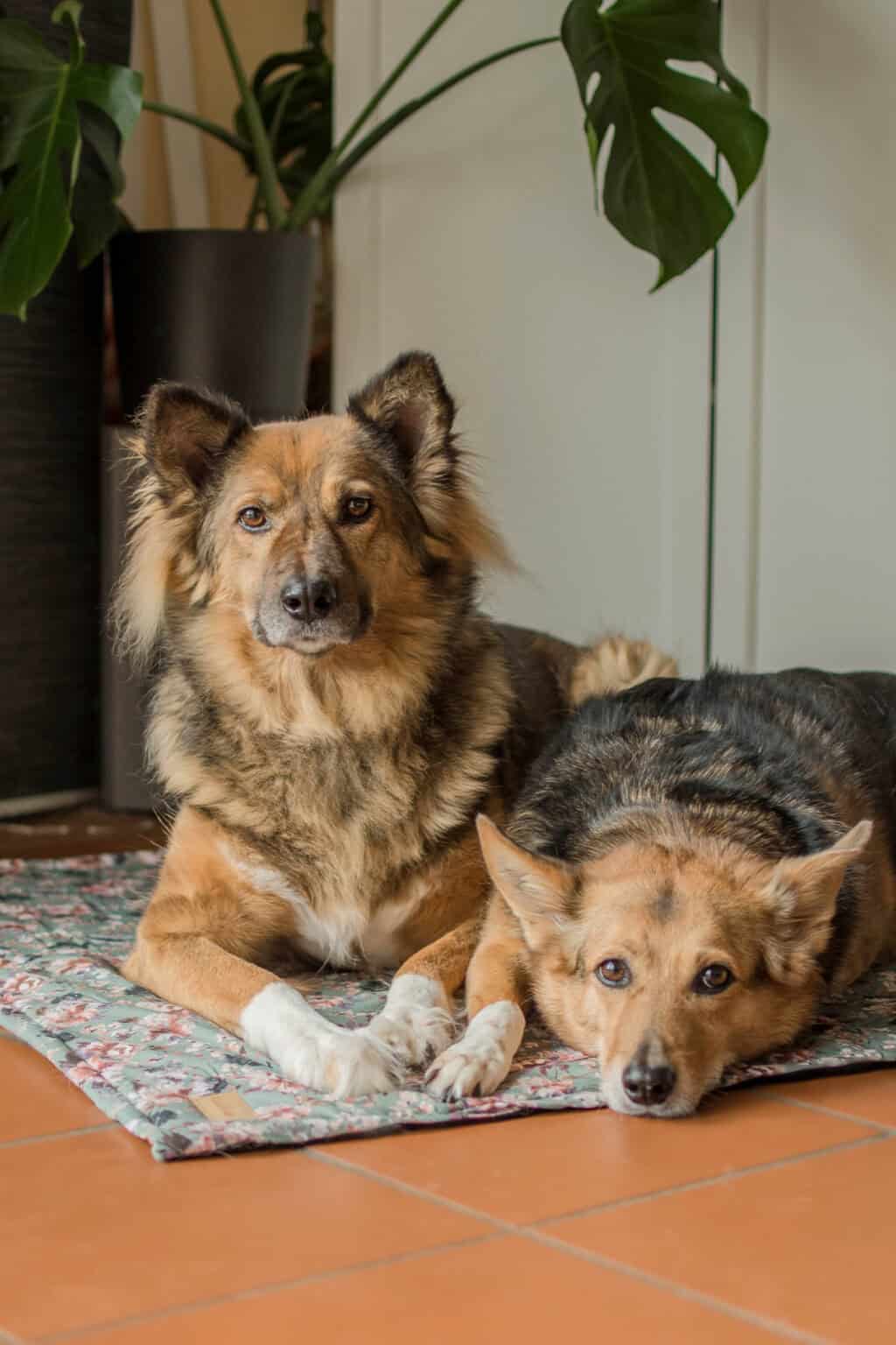 Hundedecke