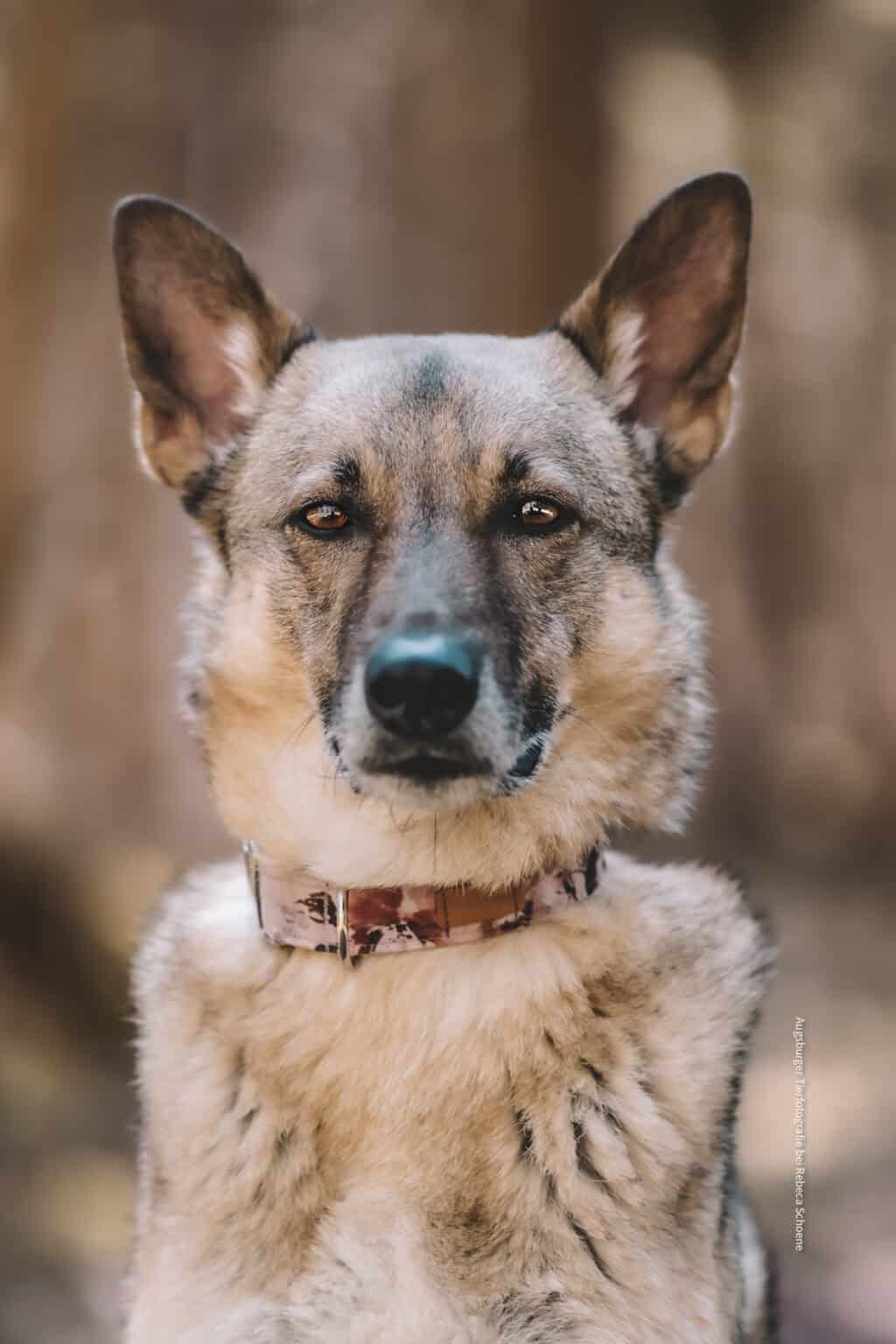 Kundenfoto mit Halsband