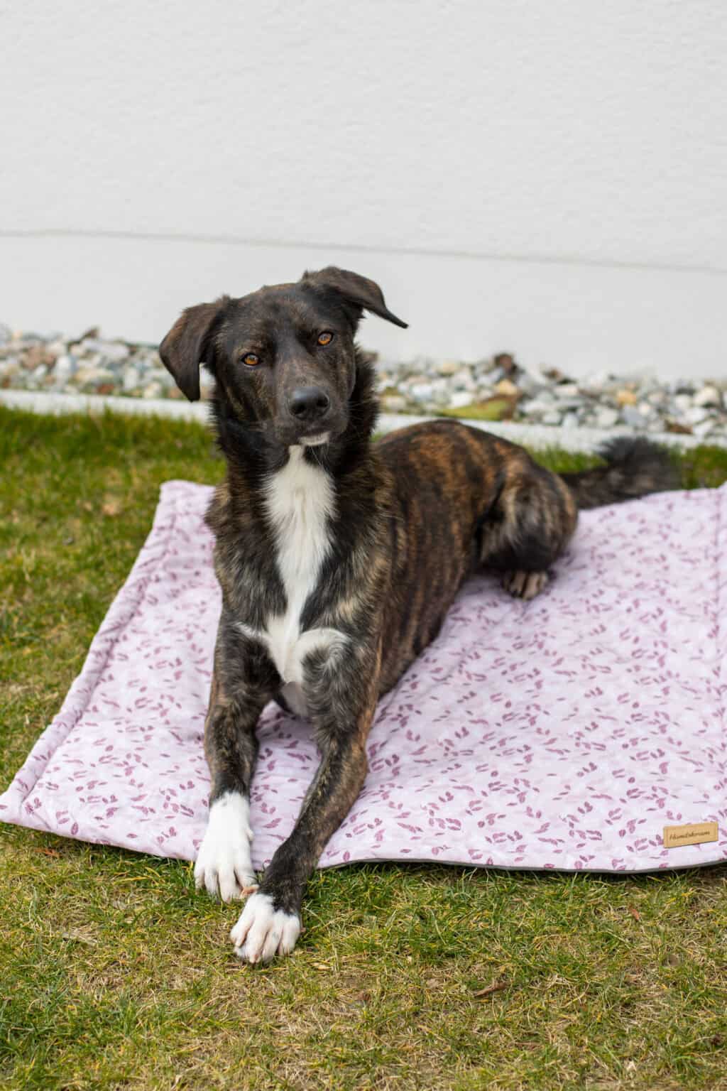 Kundenfoto mit Hundedecke