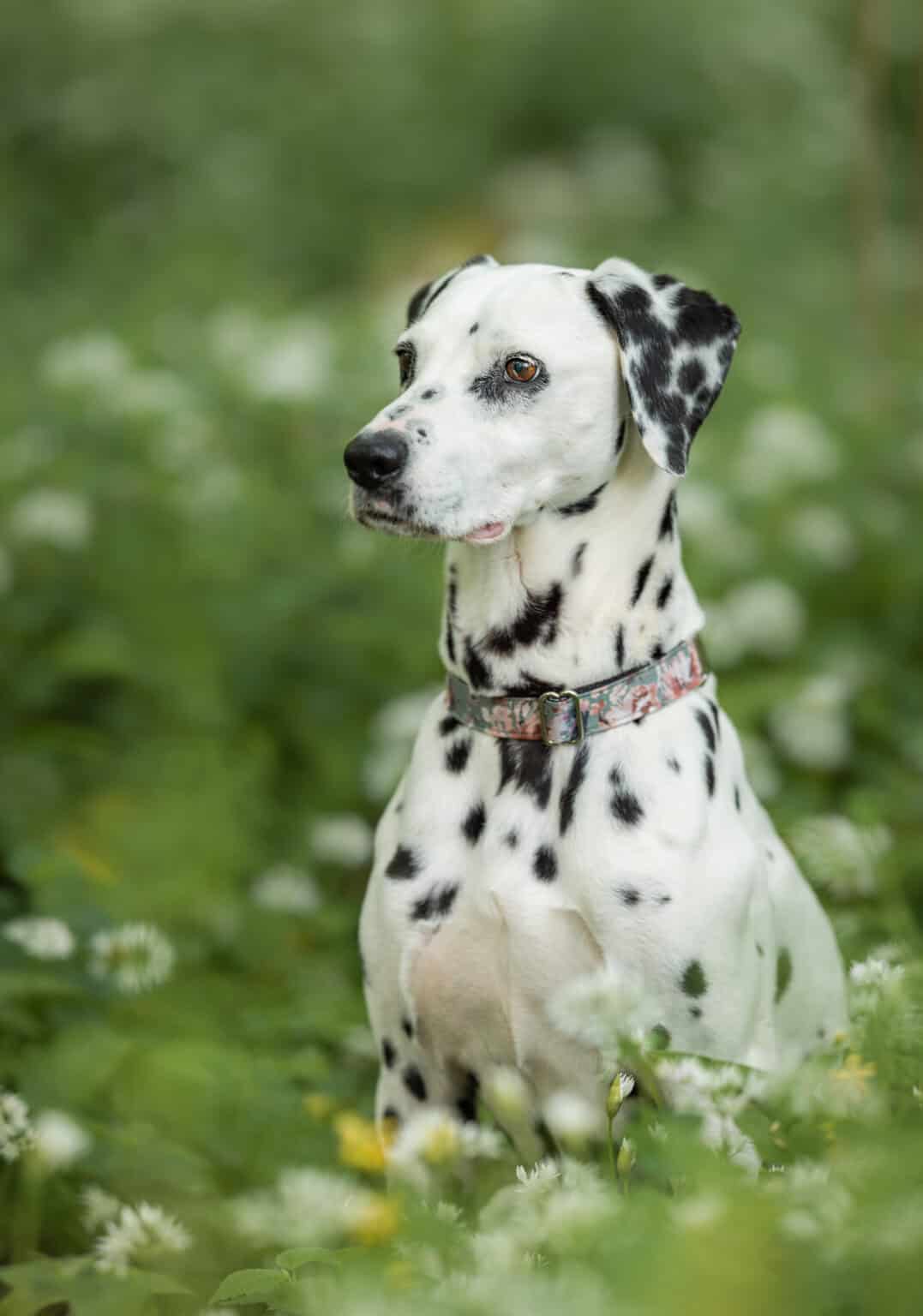 Kundenfoto mit Halsband