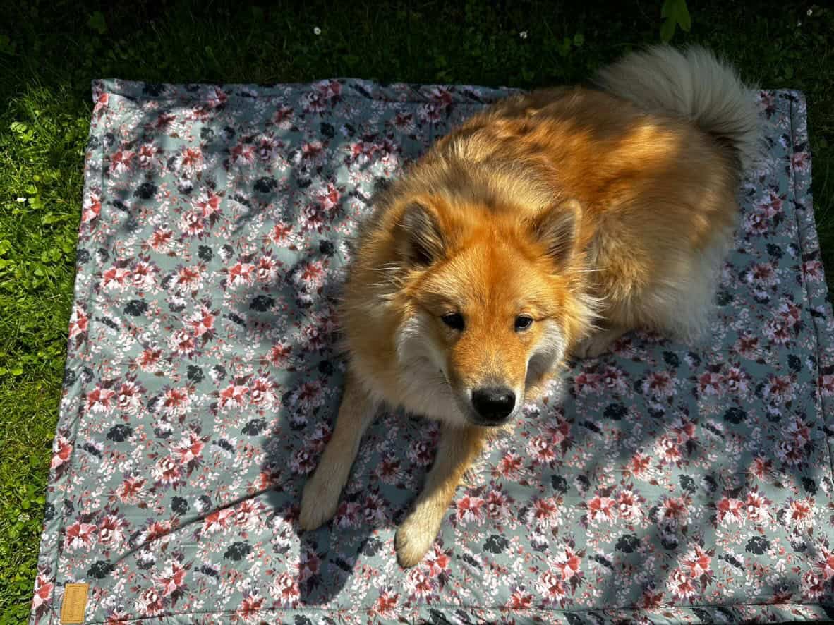 Kundenfoto mit Hundedecke