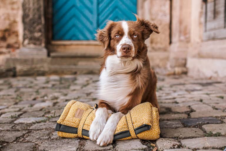 Kundenfoto mit Hundedecke