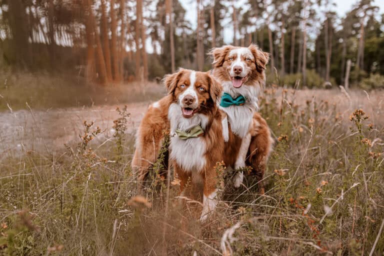 Kundenfoto mit Fliege