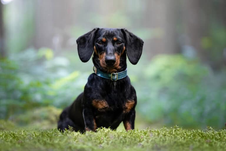 Kundenfoto mit Halsband