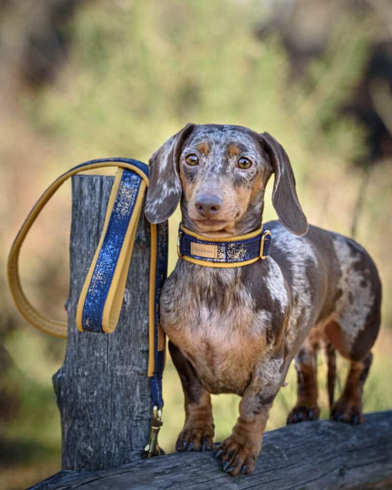 Kundenfoto mit Halsband, Leine