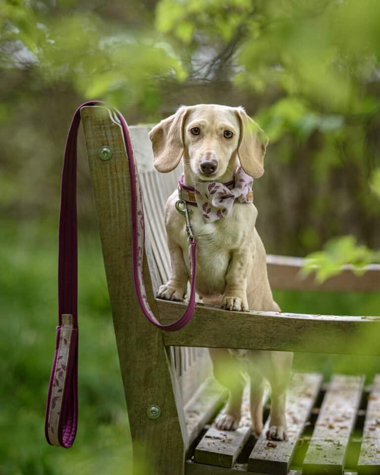 Hund mit Leine auf einem Gartenstuhl