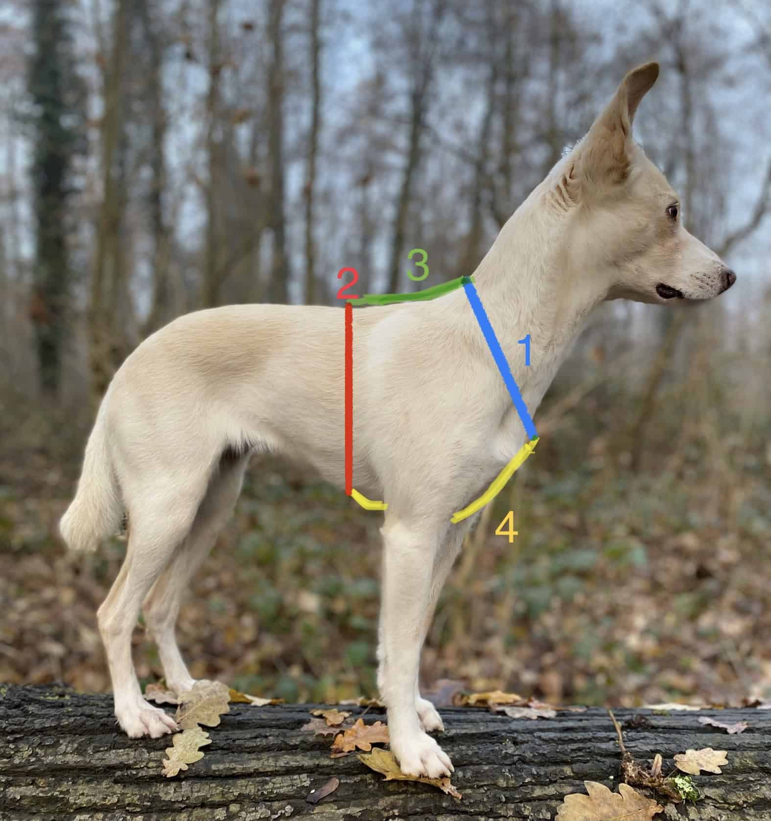 Geschirr-Messpunkte am Hund: Halsgurt blau, Bauchgurt rot, Rückensteg grün, Bruststeg gelb